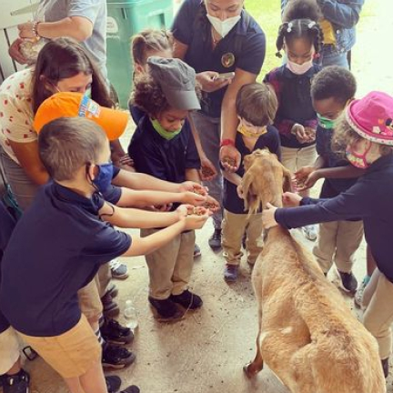 birthday Party children Feeding Goat