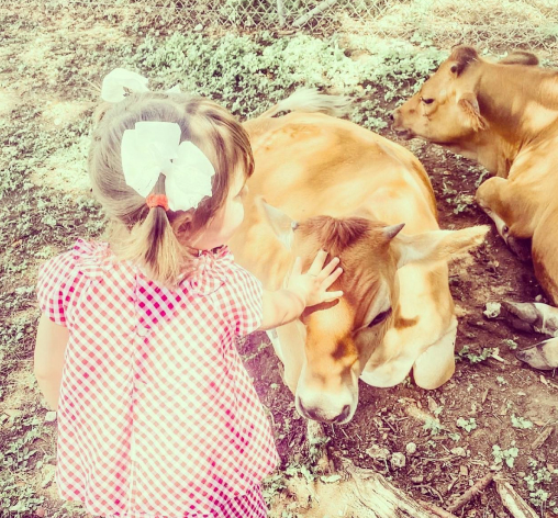 cow Petting Animal Interaction