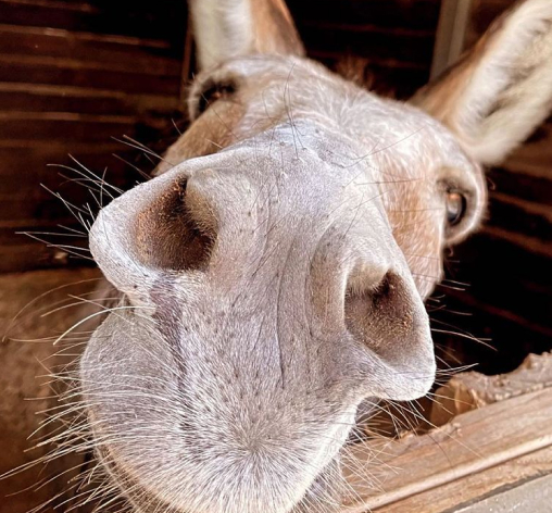 donkey Close Up Animal Interaction