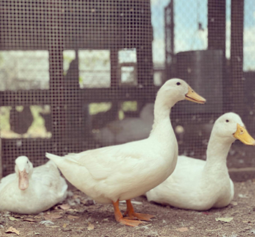 duckFamily_AnimalInteraction