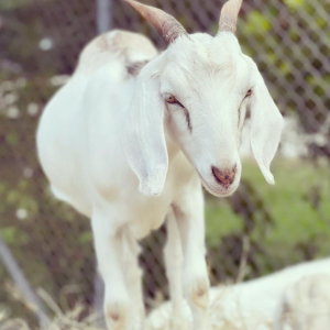 goats_onePageLink