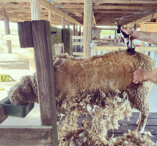sheep Shaving Animal Interaction