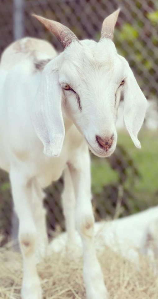white Goat Vertical Animal Interaction