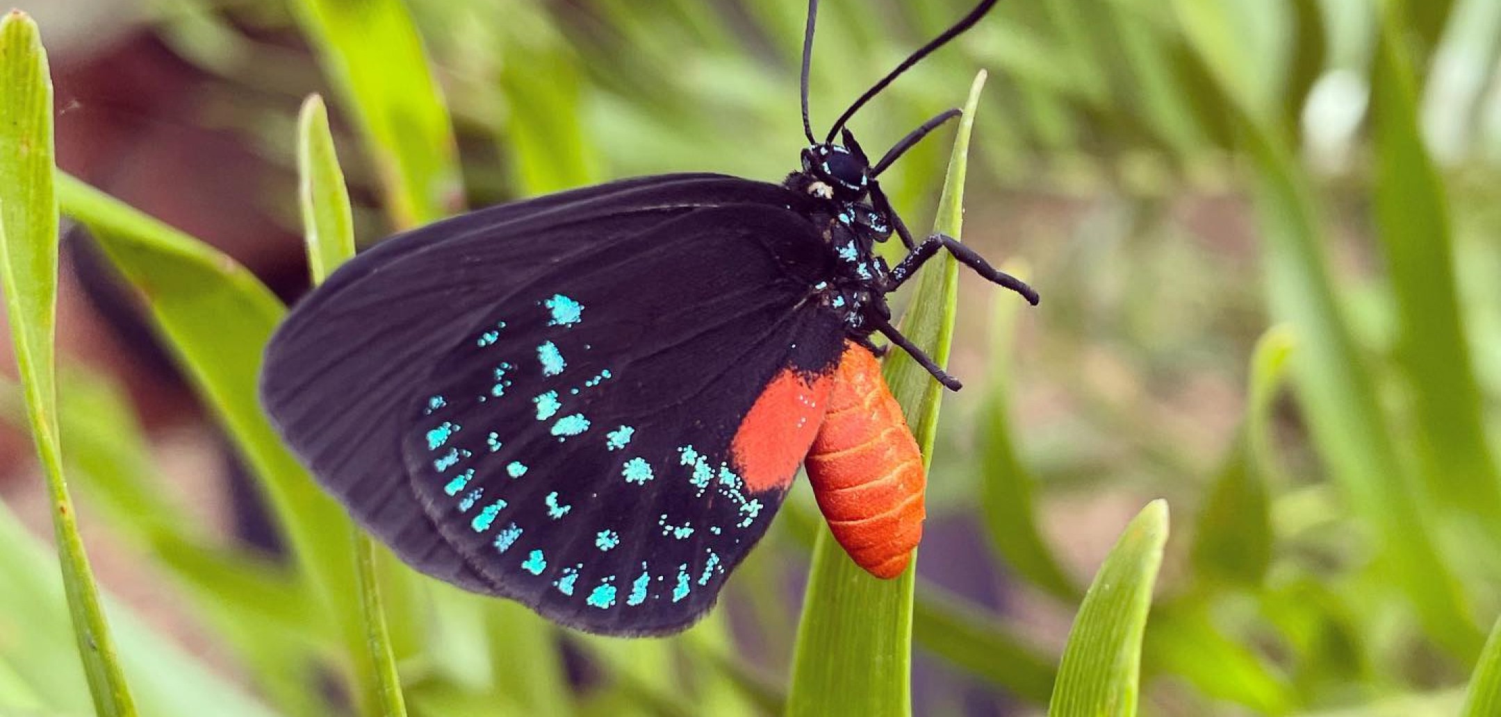 The Little Farm Miami Butterfly Garden
