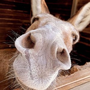 donkeys_onePageLink