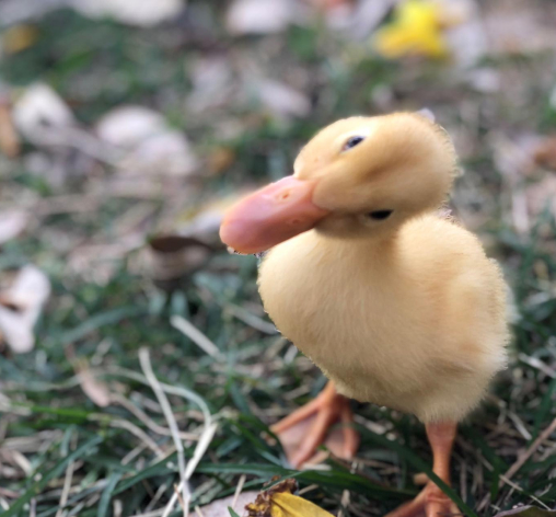 ducklingYellow_AnimalInteraction