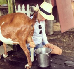 milking Brown Goat Animal Interaction