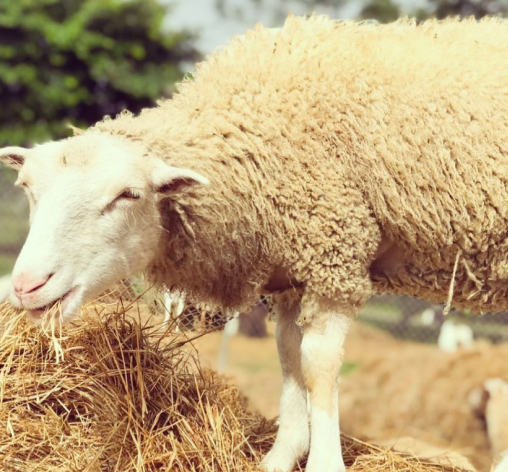 sheep Eating Animal Interaction