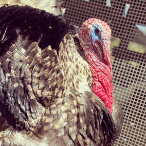 turkeys_onePageLink