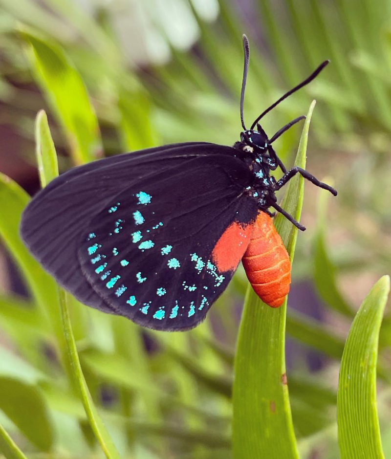 Atala Butterfly