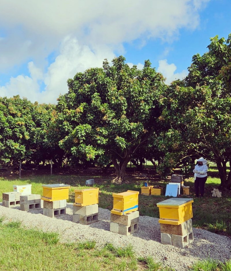 beehives at the little farm miami