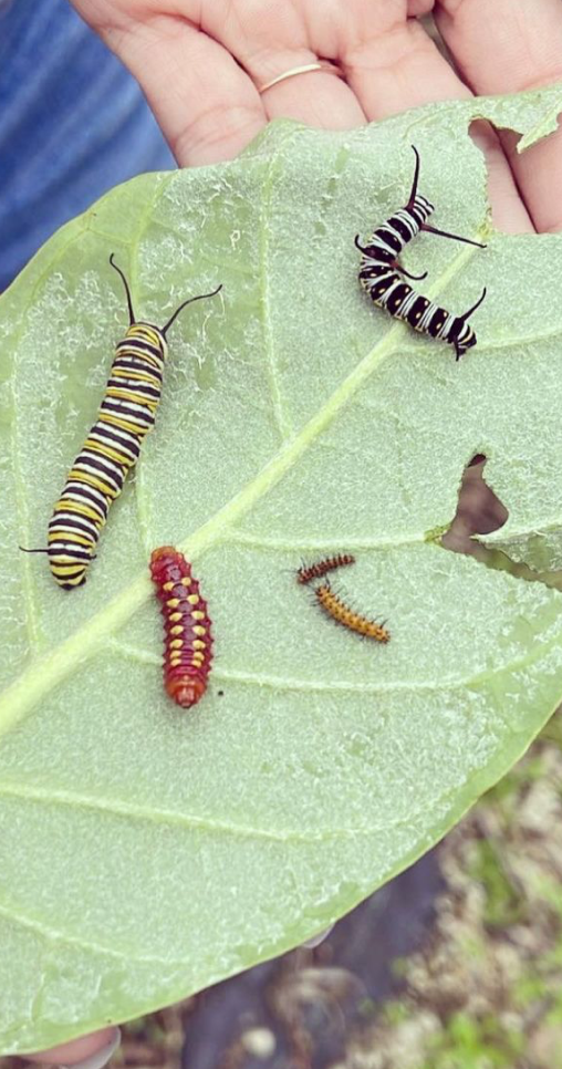 Monarch. Longwing and Atala caterpillars