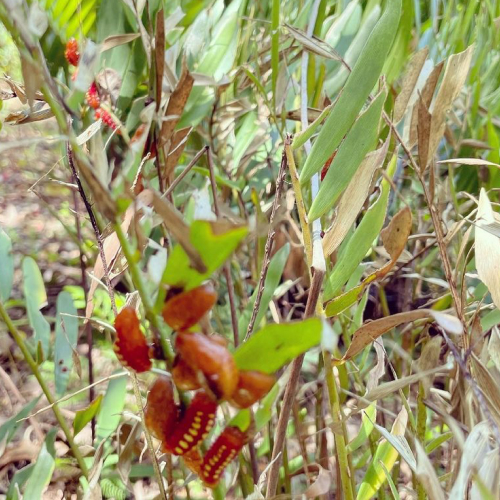 Atala Chrysalis and Caterpillars