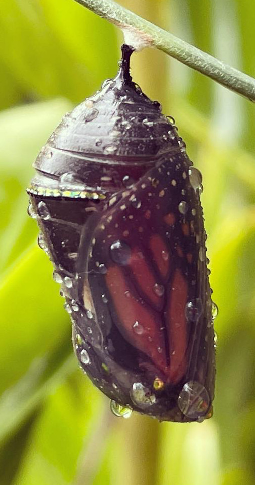 Monarch Chrysalis at The Little Farm Miami