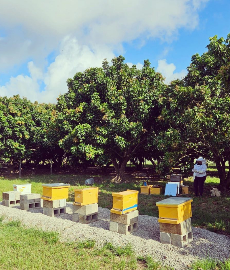 beehivesPortrait beehives at the little farm miami