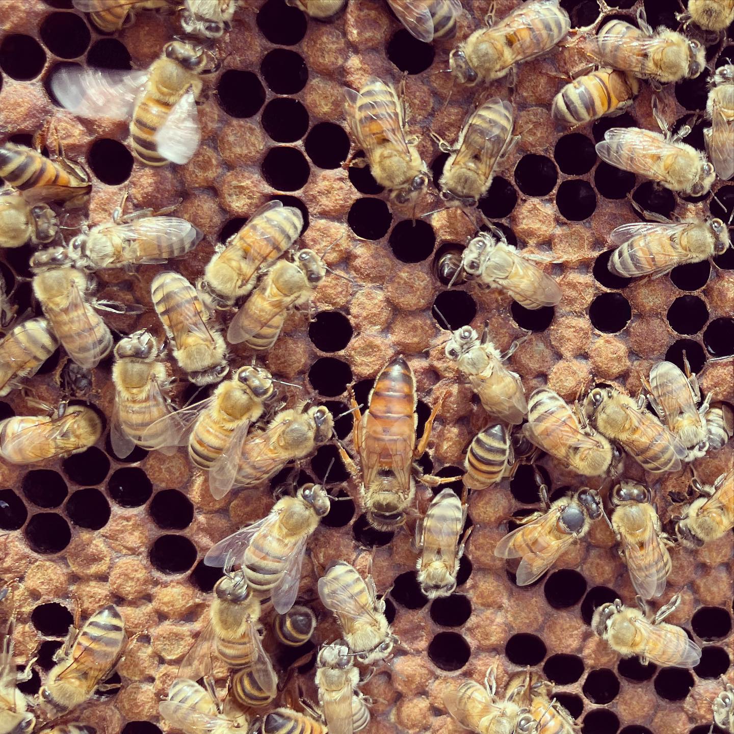 Beekeeping Workshop at The Little Farm Miami