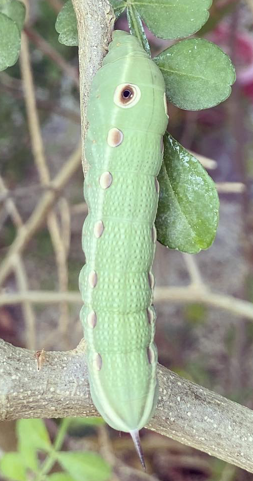 Caterpillar Pollinator