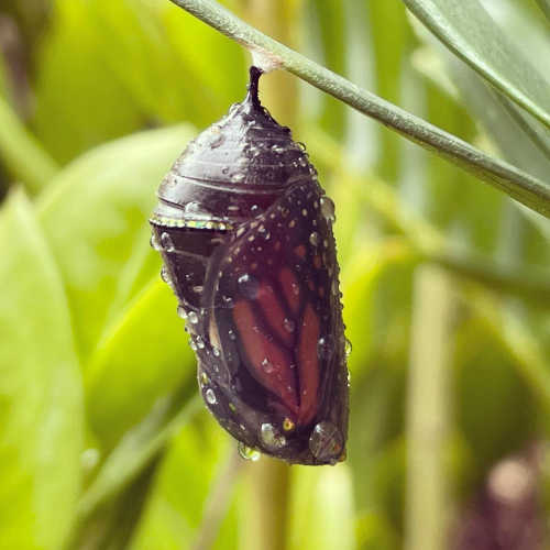 Monarch Chrysalis