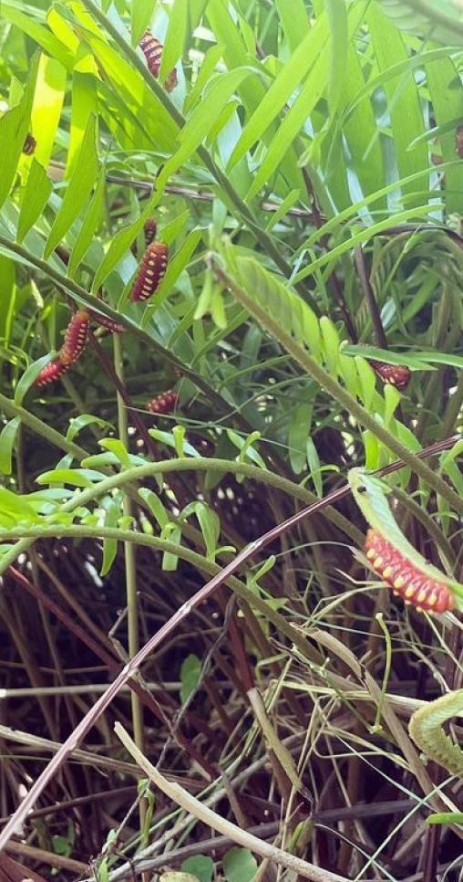 Coontie Plants with Atala Caterpillars