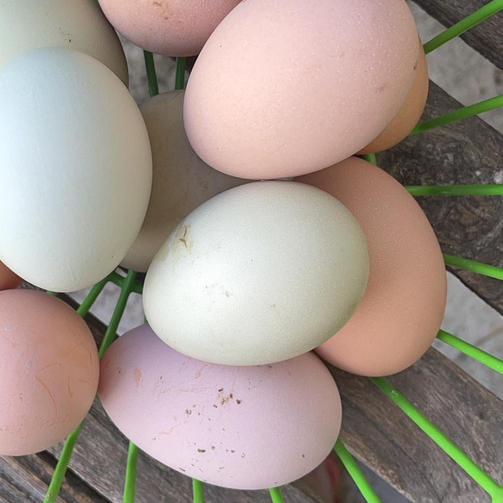 eggs