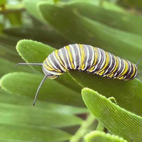 Monarch Caterpillar