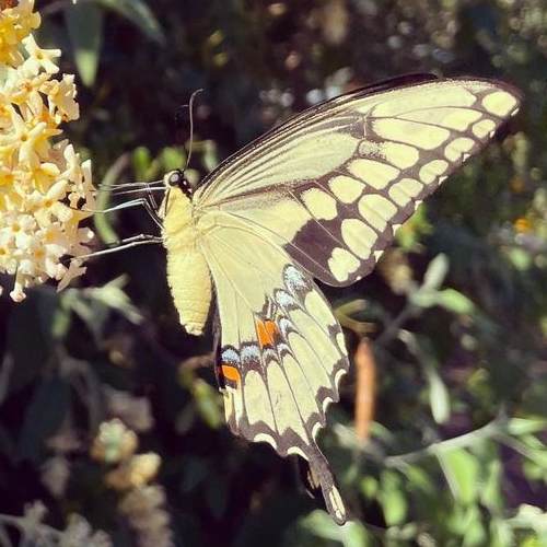 Yellow Swallowtail