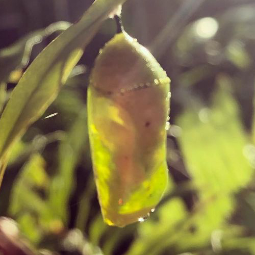 Young Monarch Chrysalis