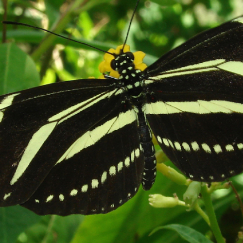 Zebra Longwing Butterfly