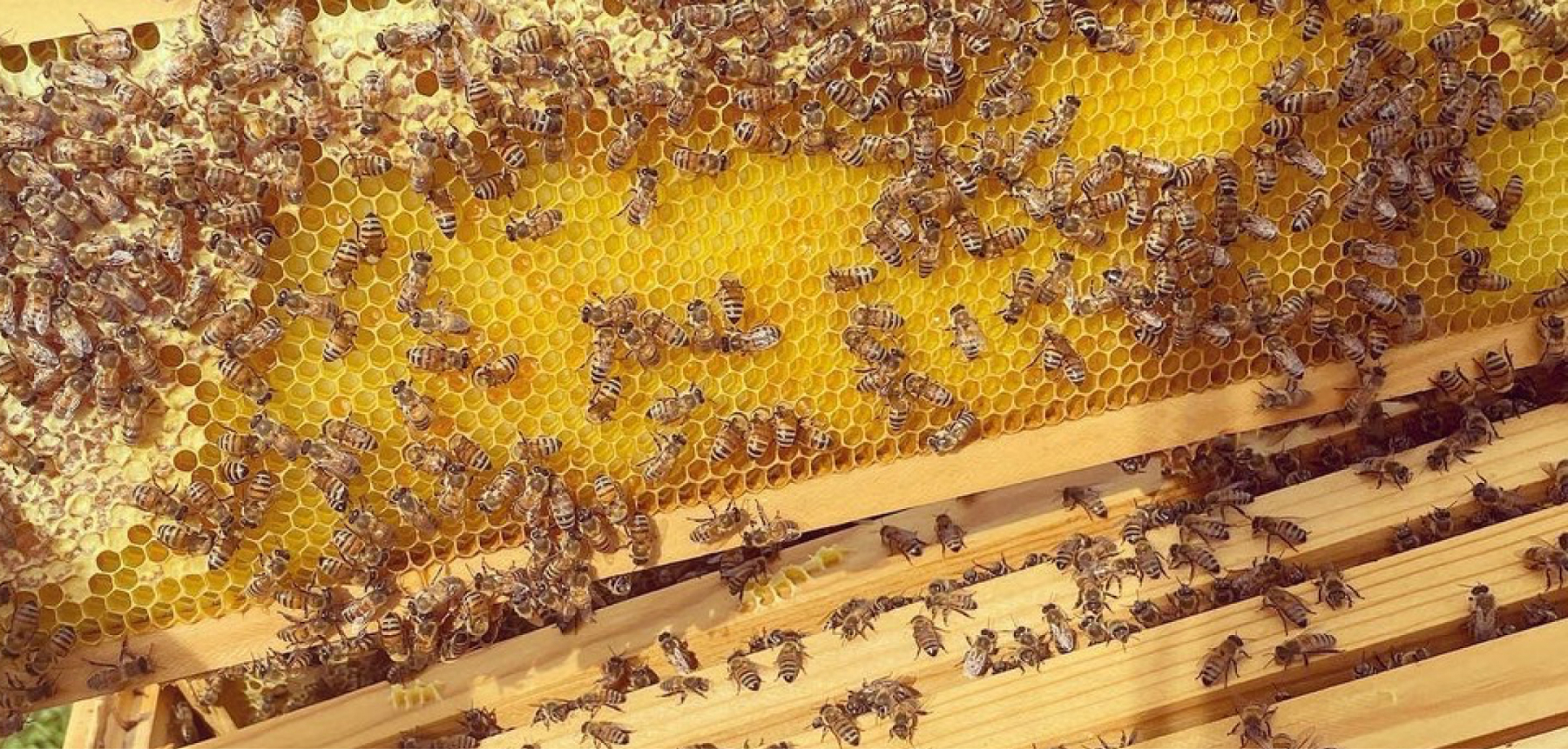 The Little Farm Beehives