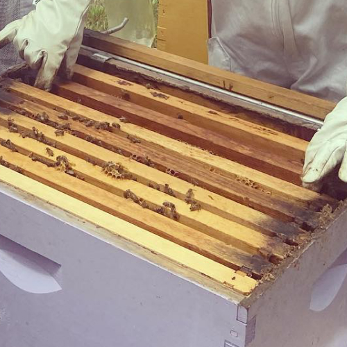 Hive Honeycombs