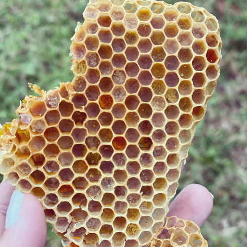 Piece of Honeycomb
