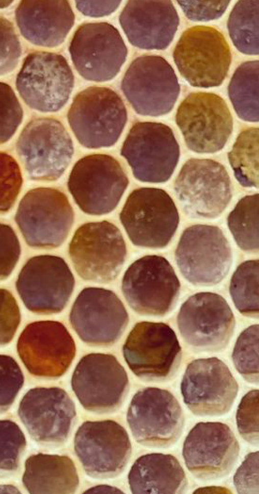 Pollen in Honeycomb