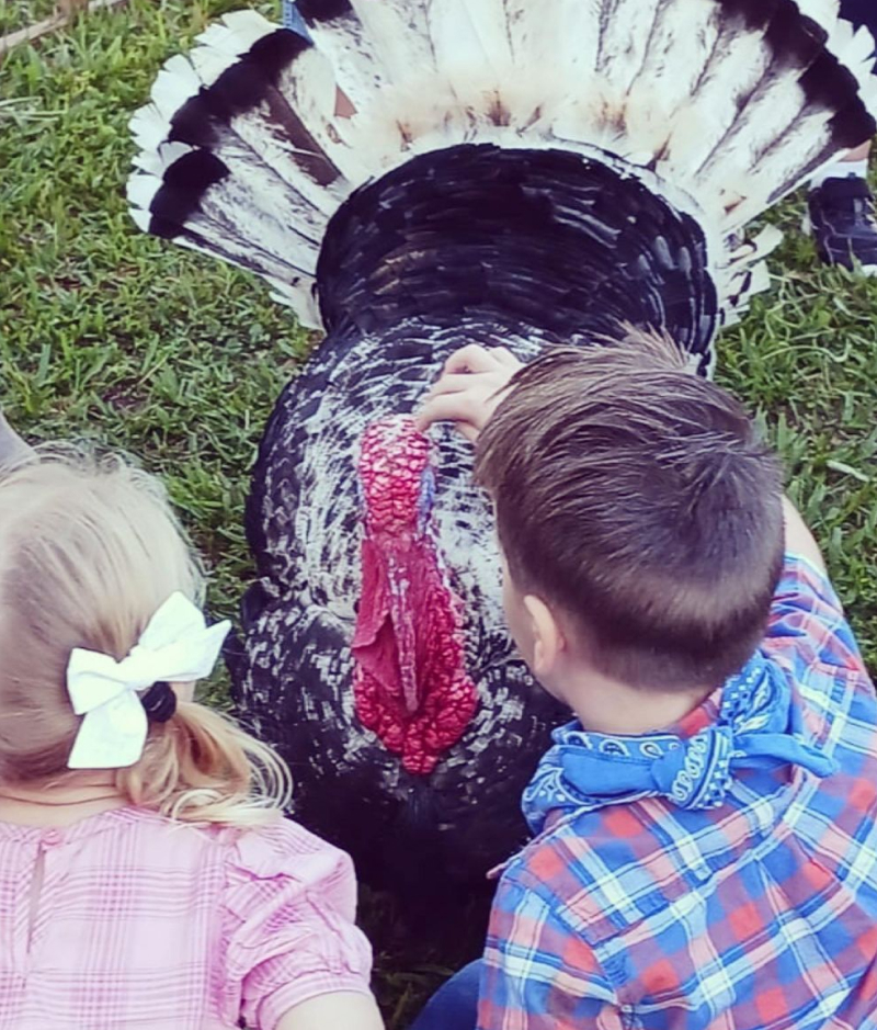 Petting Turkey