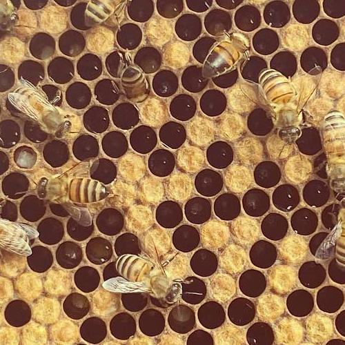 Honey Bees