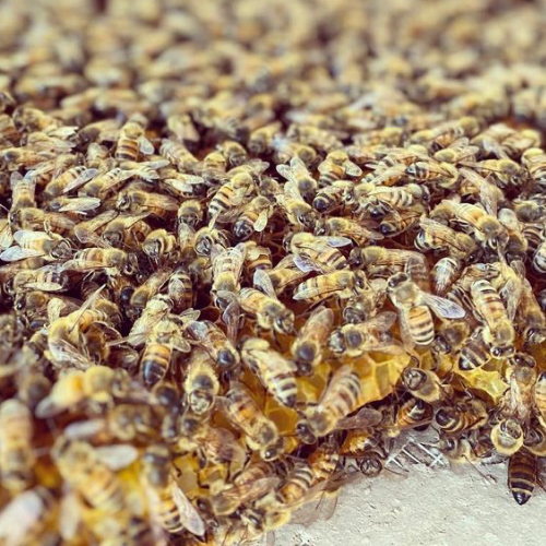 Bees on Honeycomb