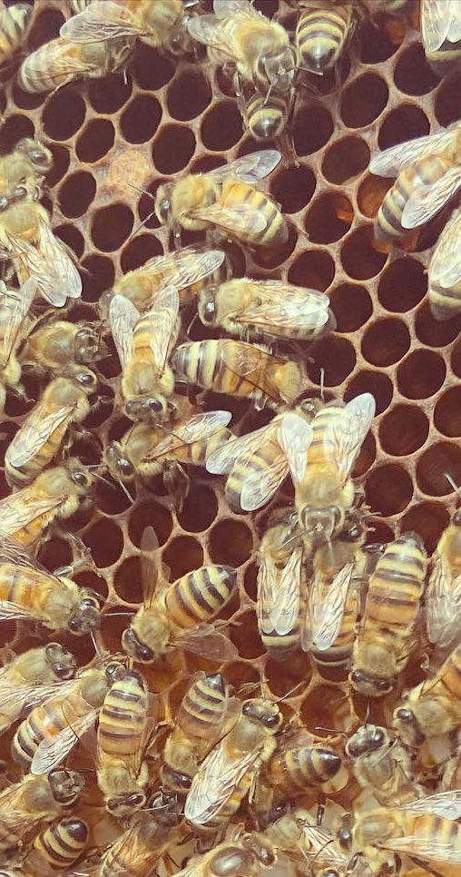 Honey Bees at the Little Farm Miami