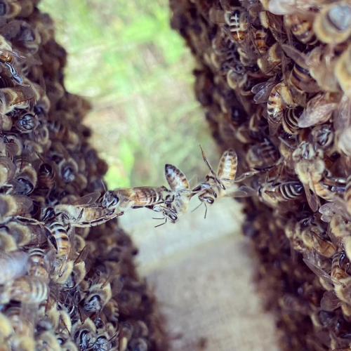 Bees working together