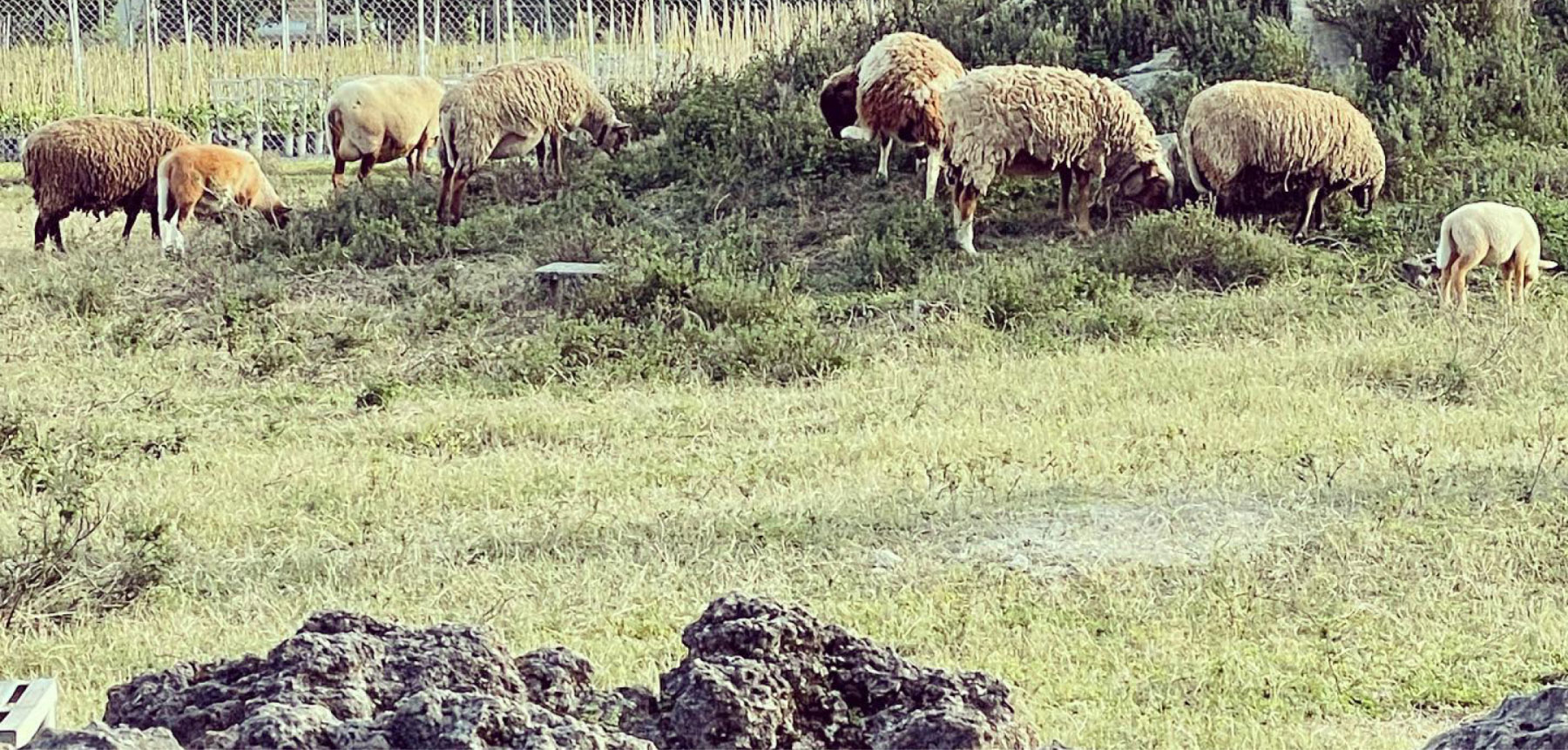 The Little Farm Miami Native Rockland