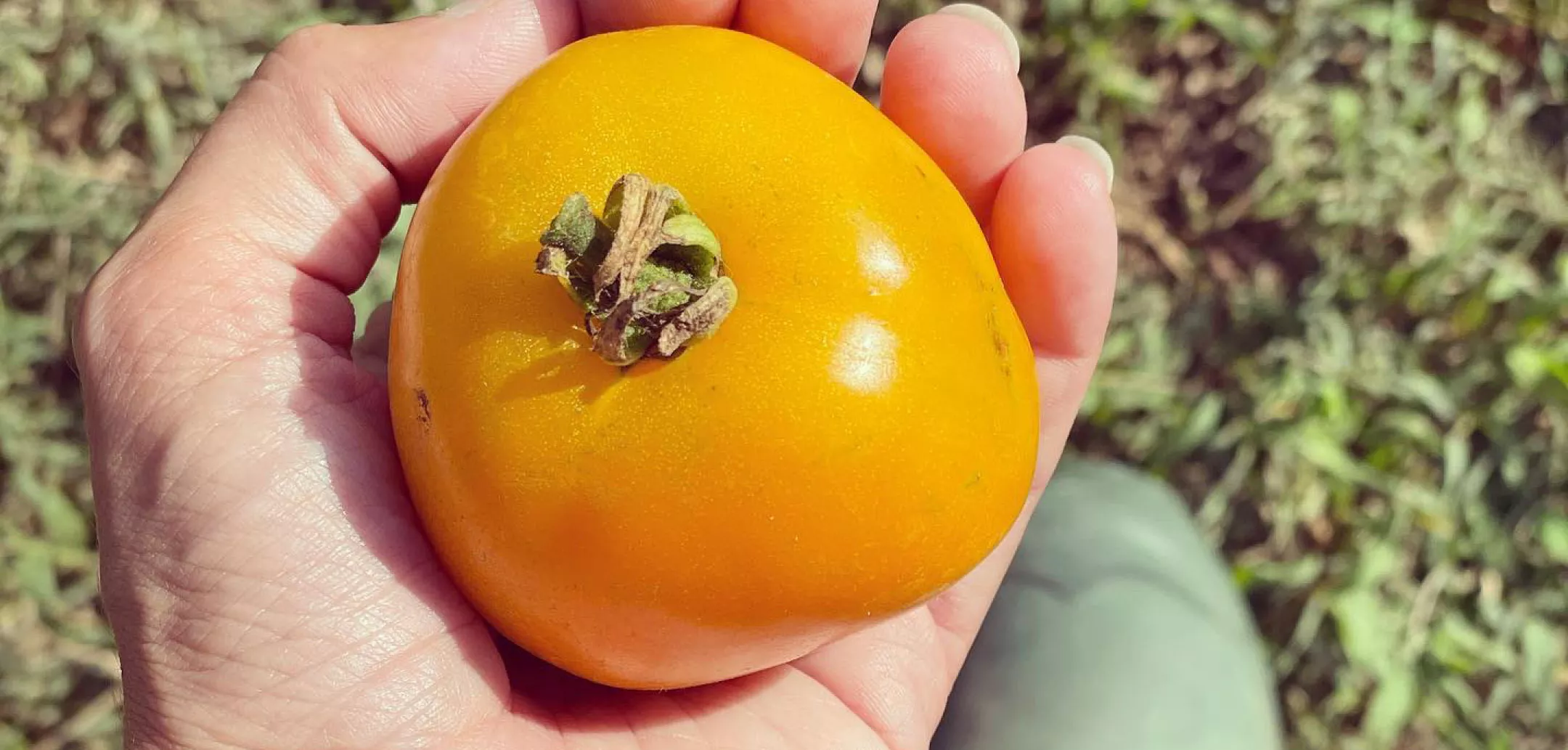 The Little Farm Miami Snacking Garden Vegetables