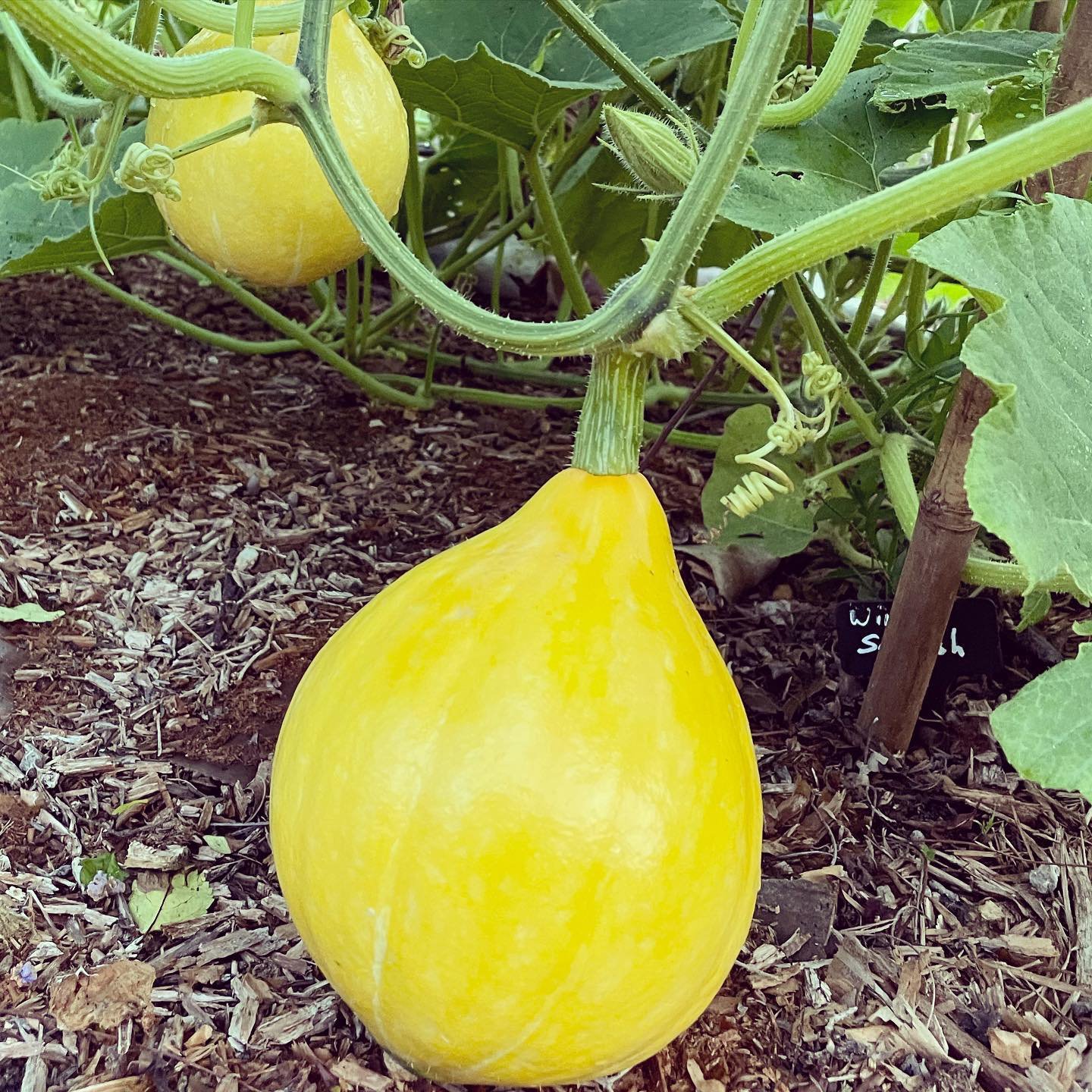 Yellow Summer Squash